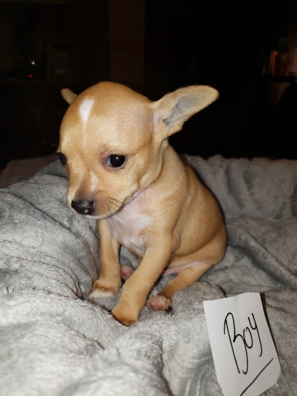Chihuahua Puppies for Sale in Opelika, Alabama DailyPet.US