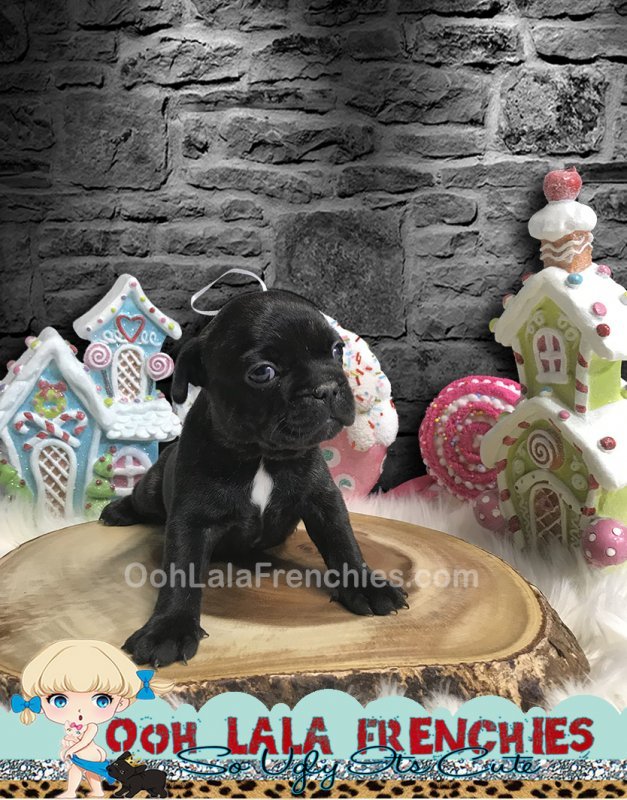 French Bulldog Puppy - FeMale - Layla - 3.jpg