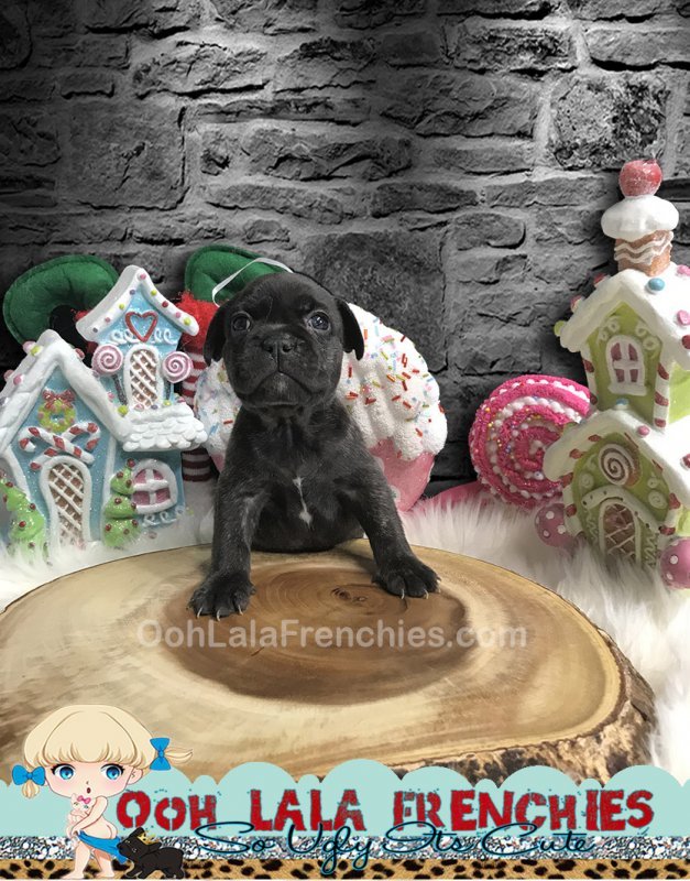 French Bulldog Puppy - FeMale - Mitsuri - 1.jpg