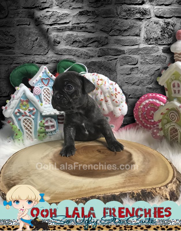 French Bulldog Puppy - FeMale - Mitsuri - 2.jpg