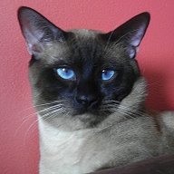 Pure Traditional Siamese Applehead Kittens for Sale | DailyPet.US