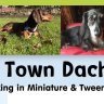 Dtdpuppies