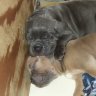 bludragoncanecorsos
