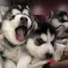 BlueEyedHuskys