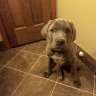 CaneCorso-Charlotte