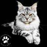 Coon-Kingdom Maine Coons