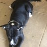 Shakelinepups
