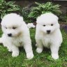 maloysamoyeds