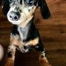 Fortheloveofdoxies