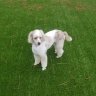 Dogue By Design