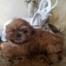 pureshihtzupups