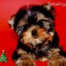 YourRoyalYorkies