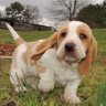 jfbassets