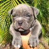 Americanbullies