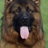 RoyalK9