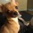 Puppypals1312