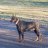 Smokymountaindobermans