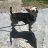 Tabby85